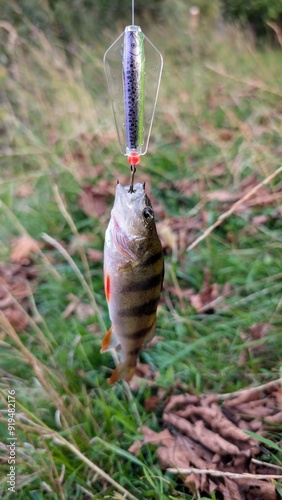 Fresh water fish perch hooked on spinning lure, fishing, catch and release, animals and wildlife, nature background