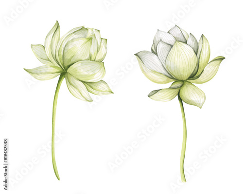 Set of lotus flowers. Chinese water lily. Vintage style. Watercolor illustration. Design for the design of invitations, fabrics and other items.