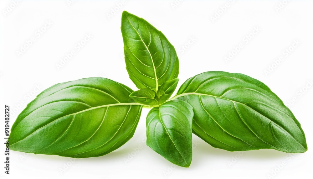 Basil isolated. Green basil leaf on white background. Organic Basilic leaves side view. Basil isolated. Green basil leaf on white background. Organic Basilic leaves side view.
