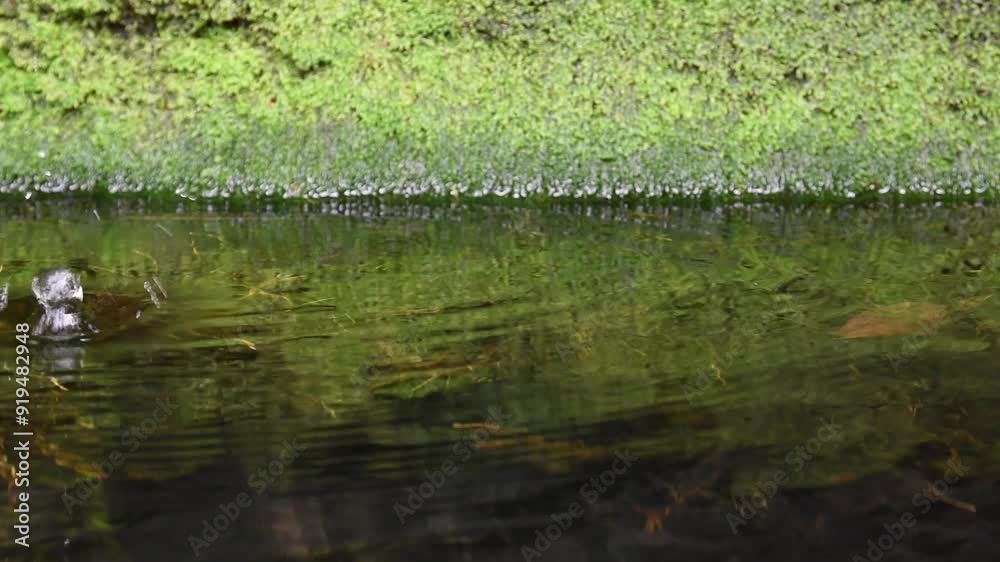 water drop falling into transparent water surface of fish pond, fresh atmosphere after rain water drop falling into transparent water surface of fish pond, fresh atmosphere after rain