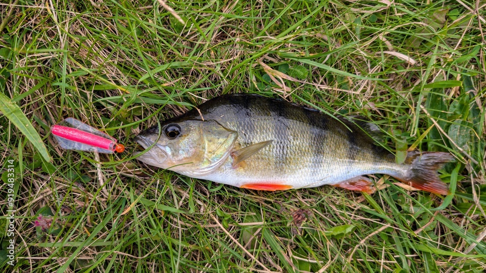 Fresh water fish perch hooked on spinning lure, fishing, catch and release, animals and wildlife, nature background