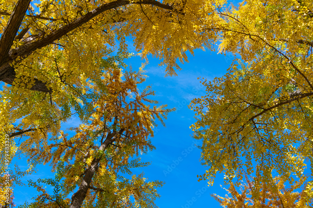 Fototapeta premium Autumn nature scene. Forest tree top. Tree top in autumn. Tree in the fall forest. Beauty of nature. Autumn background landscape. Yellow color foliage in fall forest. October season
