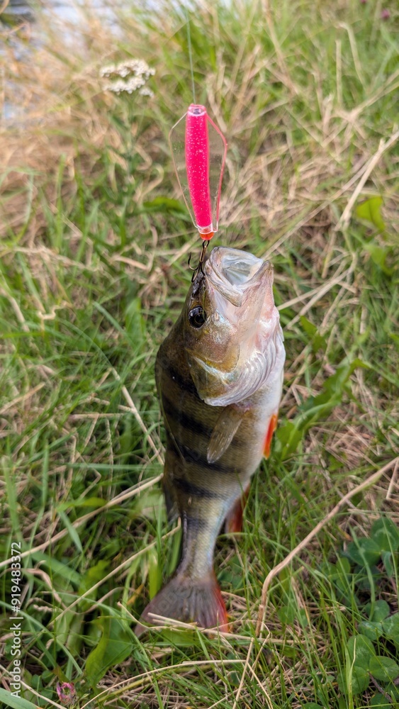 Fresh water fish perch hooked on spinning lure, fishing, catch and release, animals and wildlife, nature background
