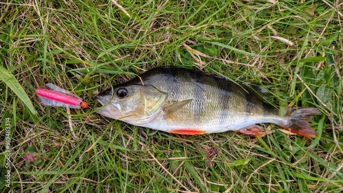 Obraz na płótnie Fresh water fish perch hooked on spinning lure, fishing, catch and release, animals and wildlife, nature background w salonie