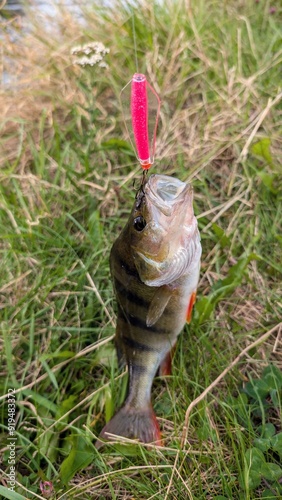 Obraz na płótnie Fresh water fish perch hooked on spinning lure, fishing, catch and release, animals and wildlife, nature background w salonie