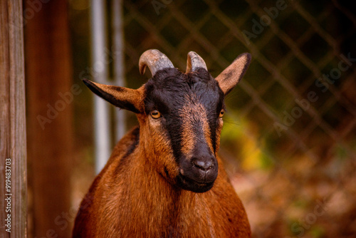 Portrait of a goat on a farm