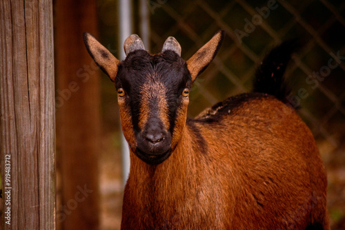 Portrait of a goat on a farm