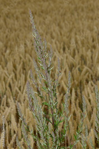 Gemeiner Beifuß,  Artemisia vulgaris L photo