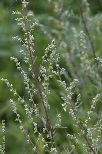 Gemeiner Beifuß,  Artemisia vulgaris L photo