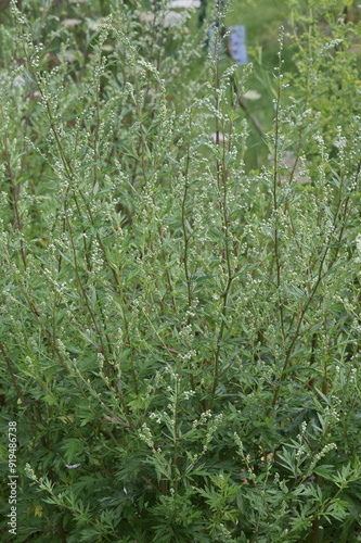 Gemeiner Beifuß,  Artemisia vulgaris L photo