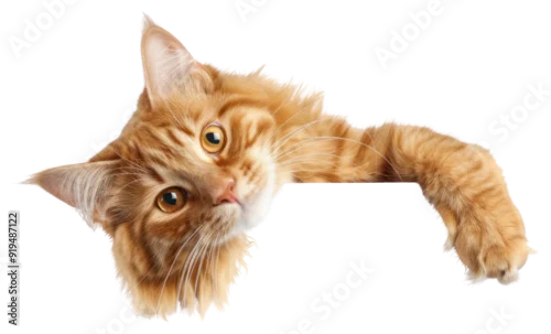 Fototapeta na wymiar PNG Adorable ginger cat peeking playfully.