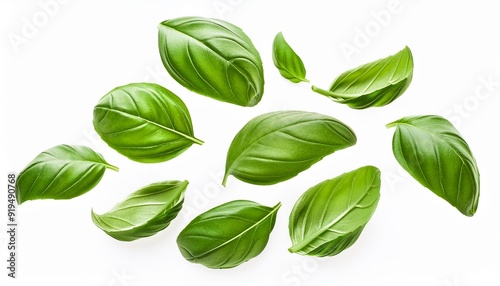 Flying Fresh basil herb leaves isolated on white background. Top view. Flat lay.