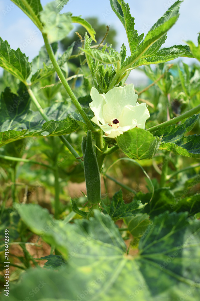 Close up of okra flower. Yellow okra flower. Okra flower with blurred background. Okra. Lady finger flower with selective focus on subject. Yellow flowers. Vegetable flowers, lady finger plant bloom Close up of okra flower. Yellow okra flower. Okra flower with blurred background. Okra. Lady finger flower with selective focus on subject. Yellow flowers. Vegetable flowers, lady finger plant bloom