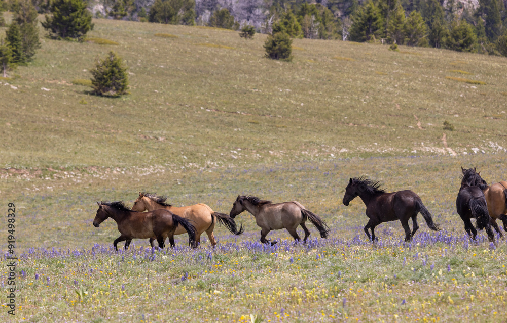 Wild Horses in Summer in the Pryor Mountains Montana Wild Horses in Summer in the Pryor Mountains Montana