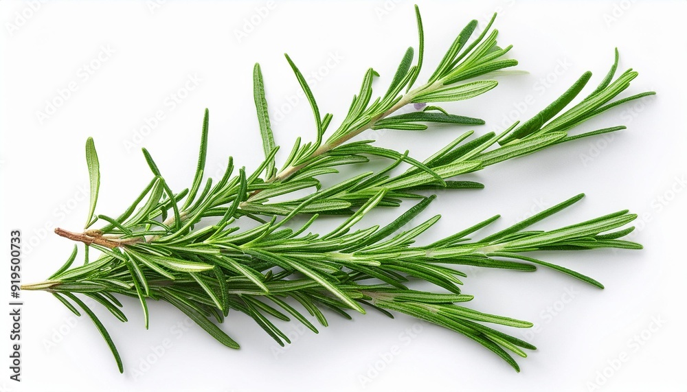 Fototapeta premium Rosemary isolated. Rosemary on white background. Top view rosmary twig Flat lay.