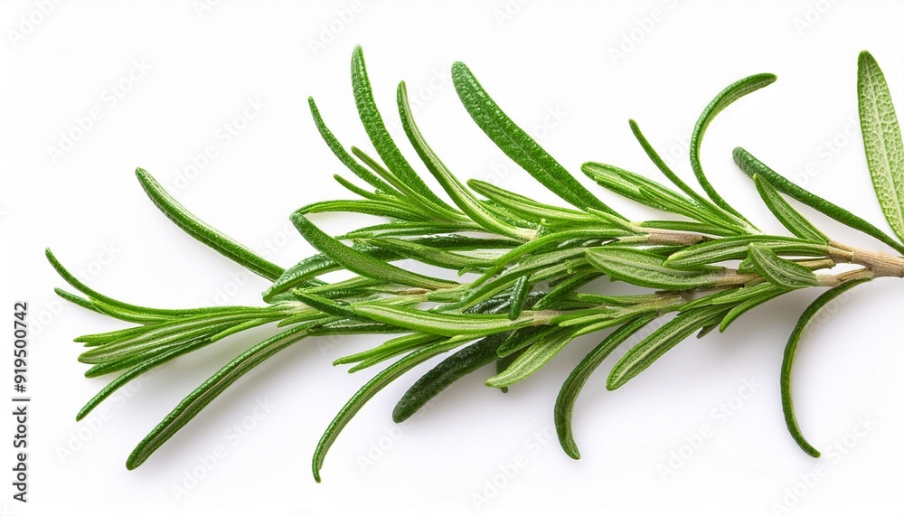 Fototapeta premium Rosemary organic herb isolated on the white background, macro. Flat lay