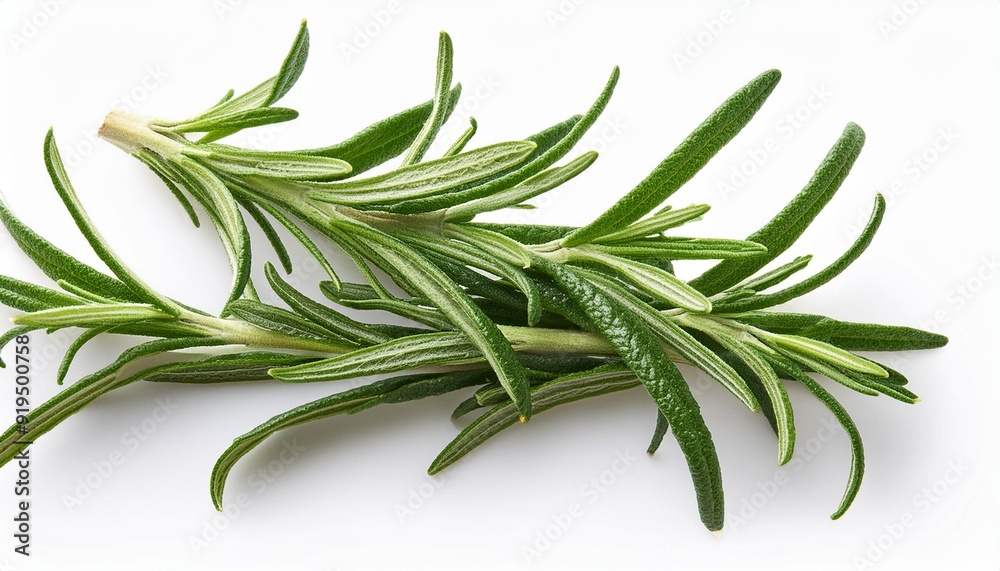 Fototapeta premium Rosemary organic herb isolated on the white background, macro. Flat lay