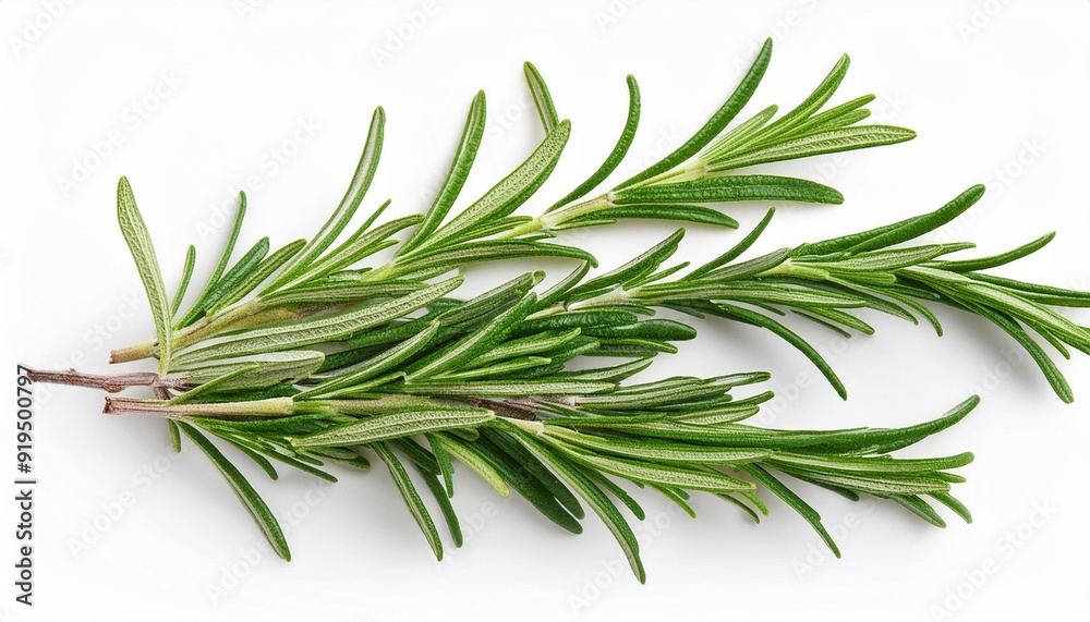 Fototapeta premium Rosemary organic herb isolated on the white background, macro. Flat lay