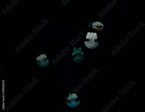 Jellyfish in deep sea ,underwater in night