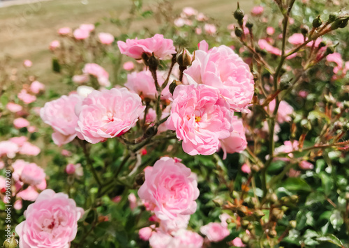 A field of pink flowers with a few green leaves