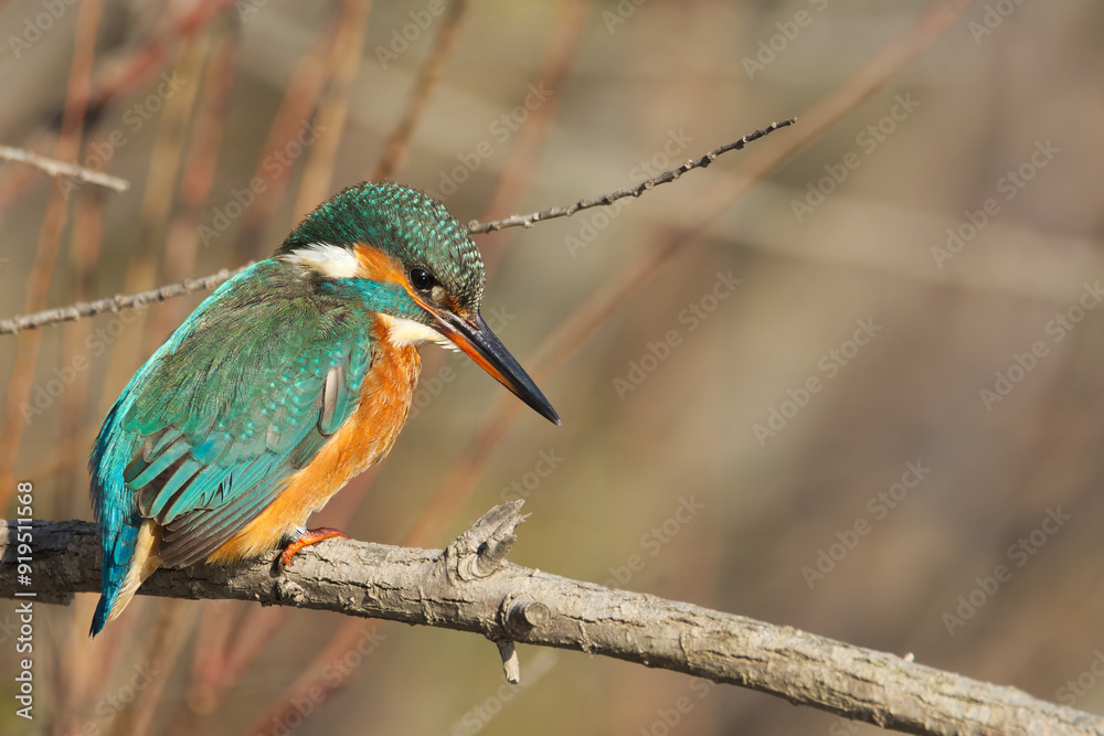 Naklejka premium Martin pescatore (Alcedo atthis)