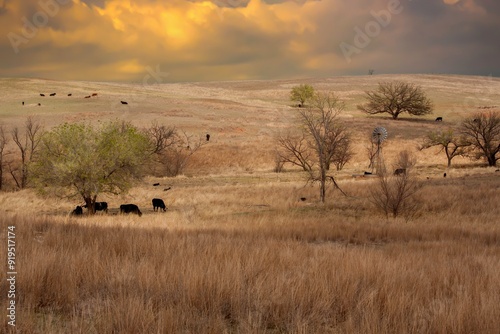 A cattle ranch  with black angus cattle and a windmill in the Oklahome panhandle.