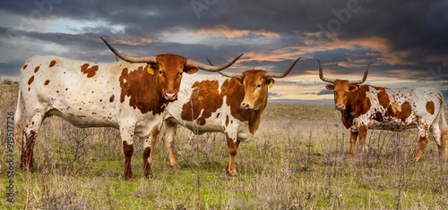 Texas longhorn cattle in range land on the Oklahoma panhandle, about 50 miles west of Woodward. photo