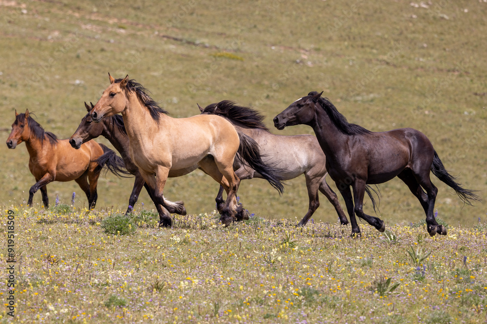 Wild Horses in Summer in the Pryor Mountains Montana Wild Horses in Summer in the Pryor Mountains Montana