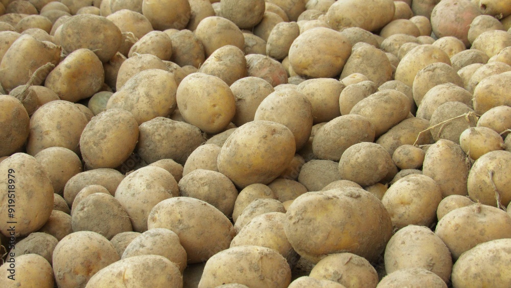 close up of a pile of potatoes. potato harvest on the farm