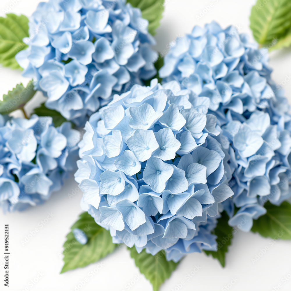 Blue Hydrangeas on White Background
Soft blue hydrangeas arranged on a white background, emphasizing their delicate clusters and calming color. Blue Hydrangeas on White Background
Soft blue hydrangeas arranged on a white background, emphasizing their delicate clusters and calming color.