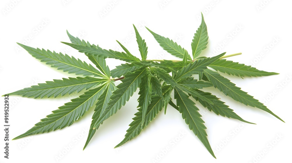 Marijuana leaves on a white background, close up top view on cannabis leaves and branches on white background for alternative medical and marketing design concept Marijuana leaves on a white background, close up top view on cannabis leaves and branches on white background for alternative medical and marketing design concept