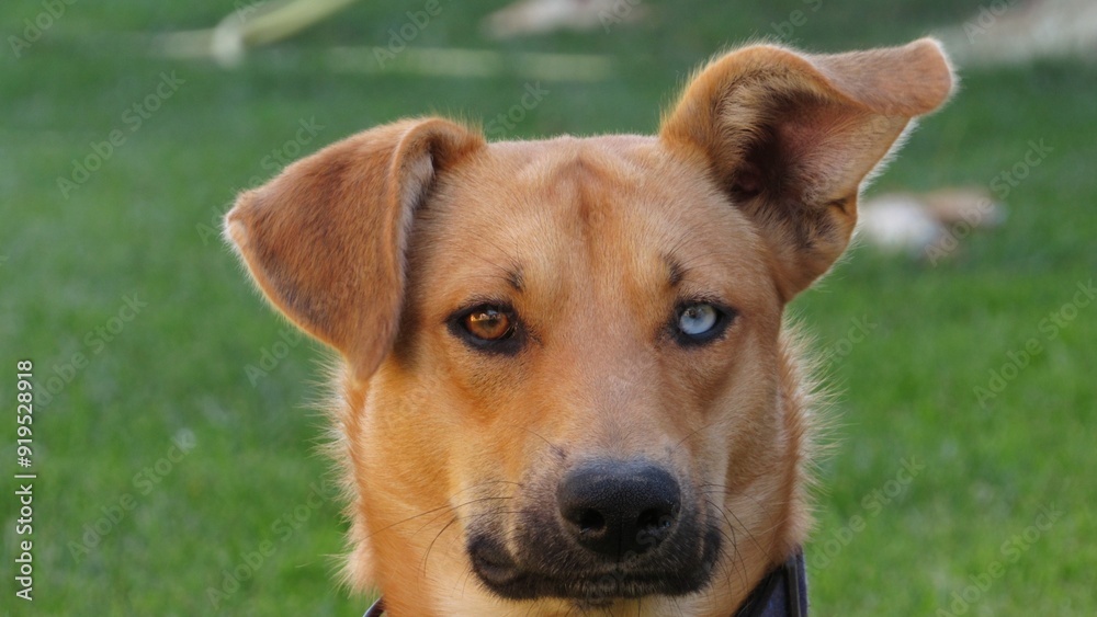 dog with different color eyes. young brown puppy. portrait of a dog dog with different color eyes. young brown puppy. portrait of a dog