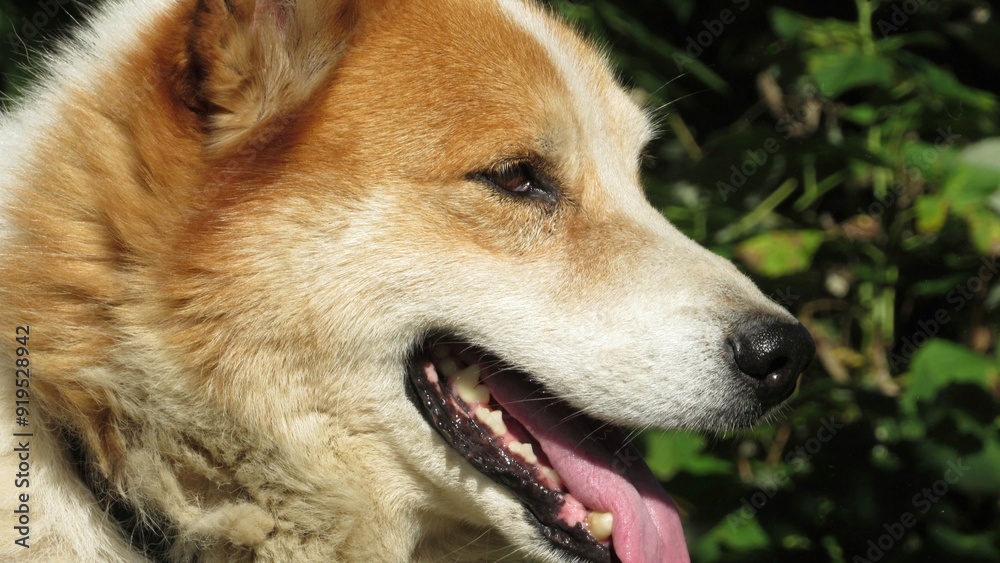 portrait of a red dog on a blurred background portrait of a red dog on a blurred background