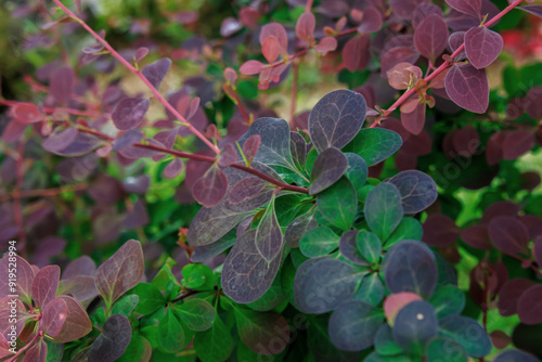 red and green leaves in the woods photo