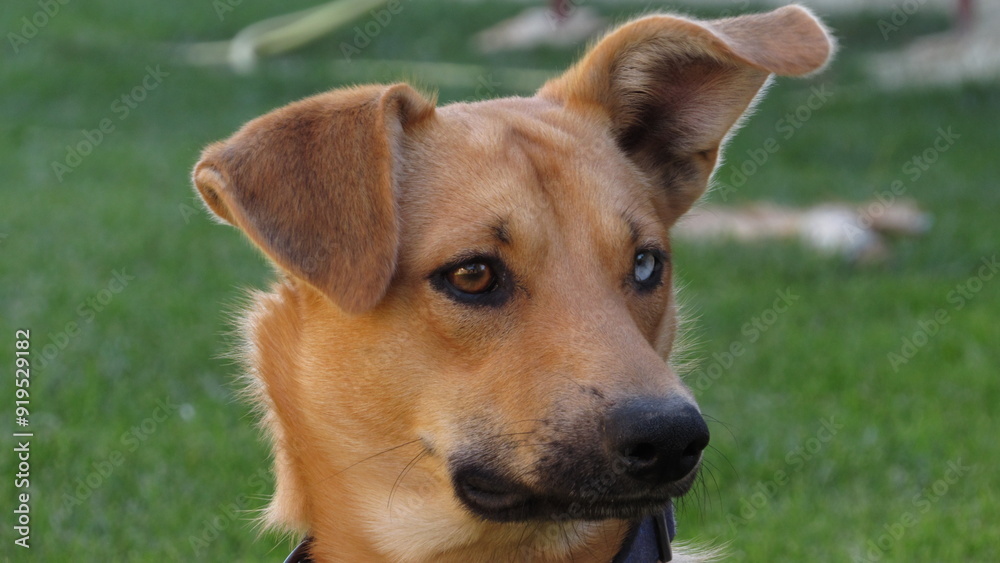 dog with different color eyes. young brown puppy. portrait of a dog dog with different color eyes. young brown puppy. portrait of a dog