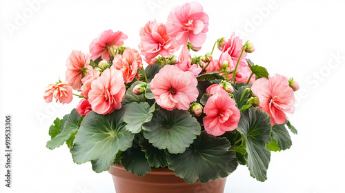 Wallpaper Mural Beautiful Begonia Flower in Pot Isolated on White Background Torontodigital.ca