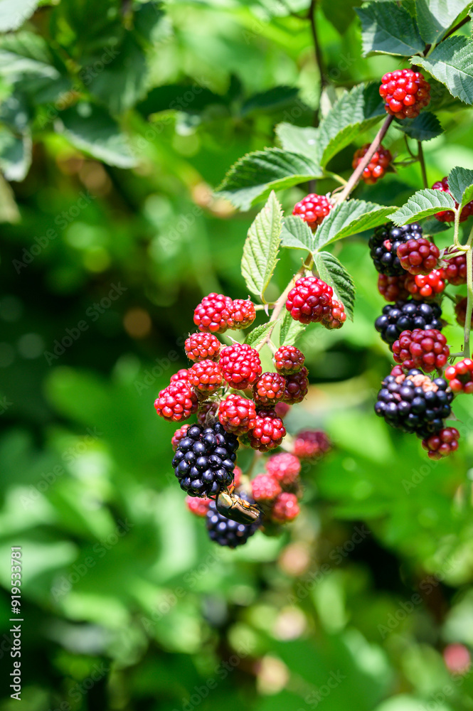 berries of blackberry berries of blackberry