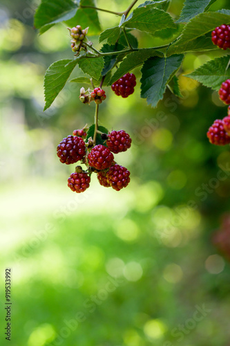 red berries on a branch