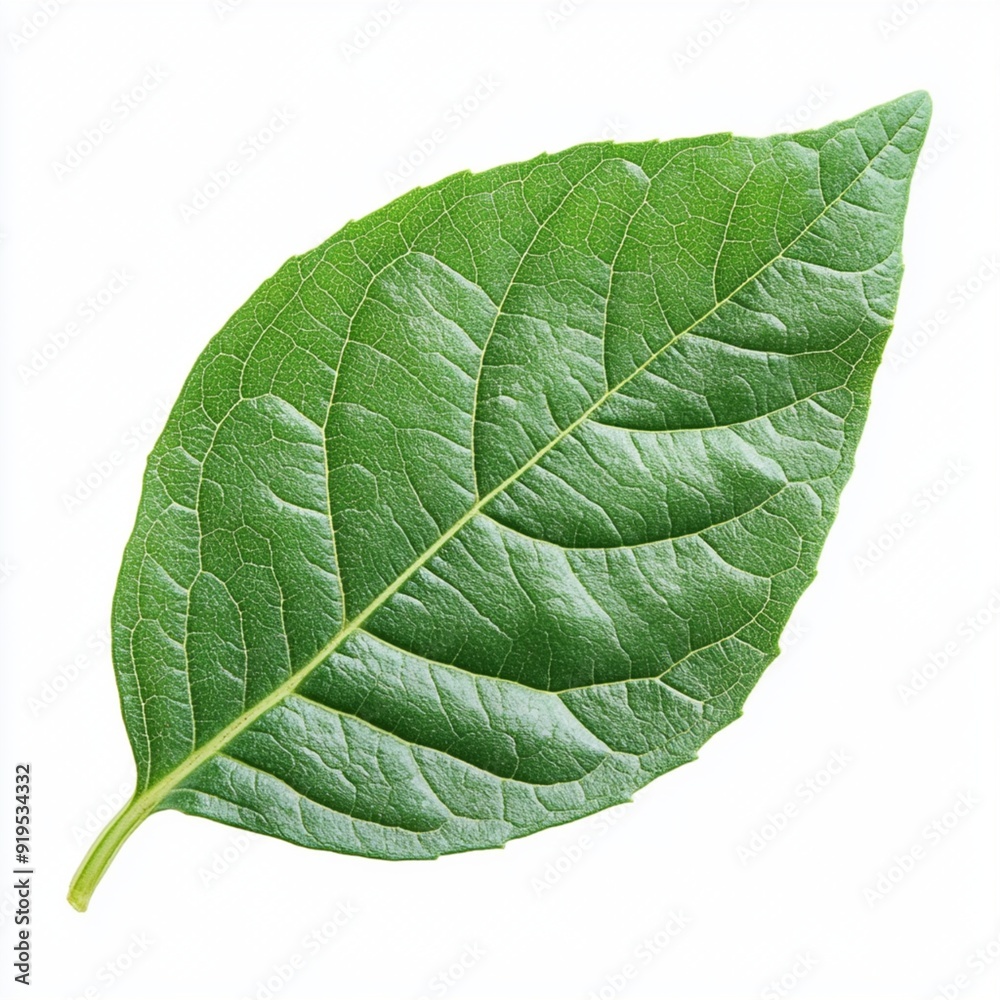 Obraz premium green leaf isolated on white