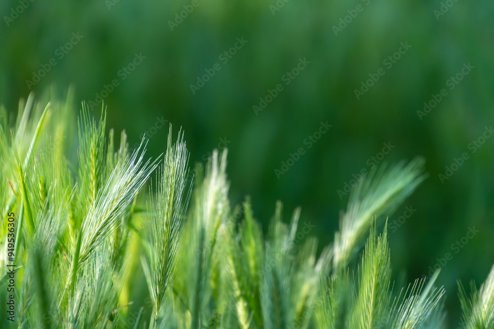 Spikelets of Hordeum murinum, close-up. wall barley or false barley. Spikelets of Hordeum murinum, close-up. wall barley or false barley.