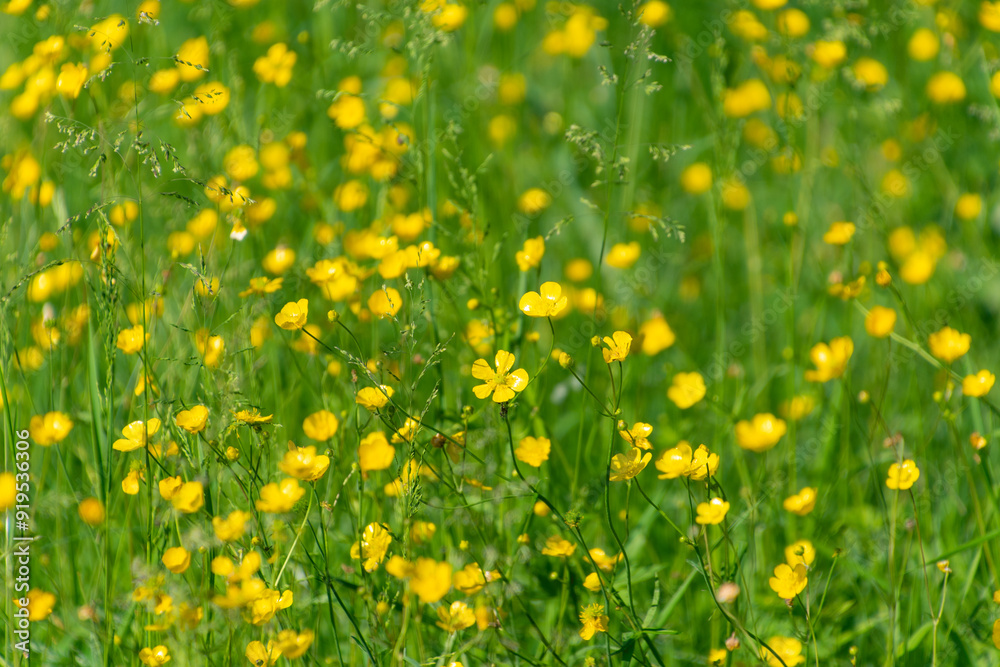 Yellow Ranunculus acris flowers in a meadow. Floral background. Wildflowers. meadow buttercup Yellow Ranunculus acris flowers in a meadow. Floral background. Wildflowers. meadow buttercup