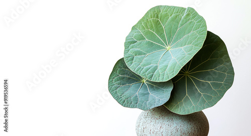 Stephanie erecta in a pot close-up on a white background. Herbaceous plant in a ceramic gray pot. Close up. Copy space. Generative AI photo