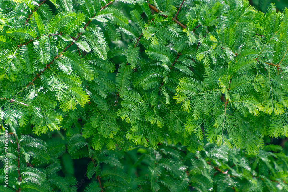 Drops of water after rain on green leaves. Drops of water after rain on green leaves.