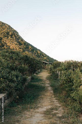 walks through the forest that leads to the beach