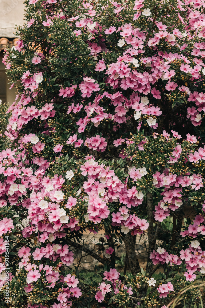 Fototapeta premium Pink Flowers, Plants Blooming in Spring.