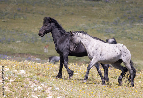 Wild Horse Stallions Sparring in the Pryor Mountains Montana in Summer