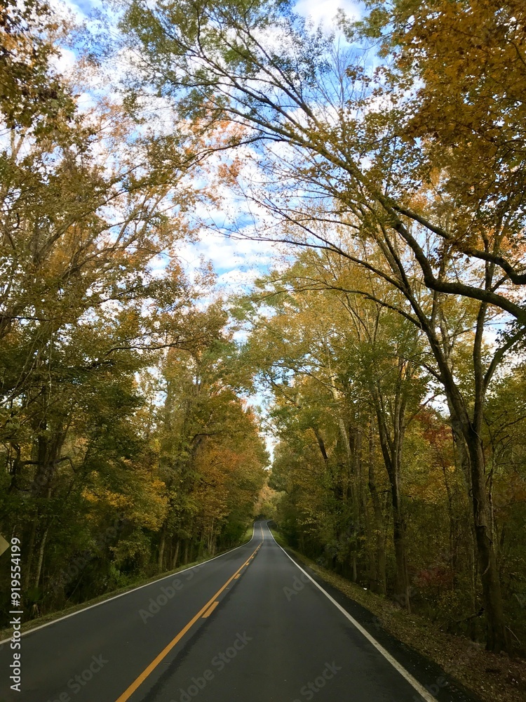 Obraz premium road in autumn
