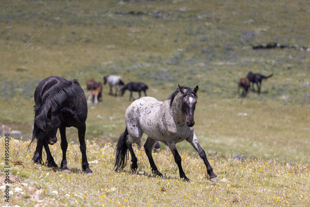 Wild Horse Stallions Sparring in the Pryor Mountains Montana in Summer Wild Horse Stallions Sparring in the Pryor Mountains Montana in Summer