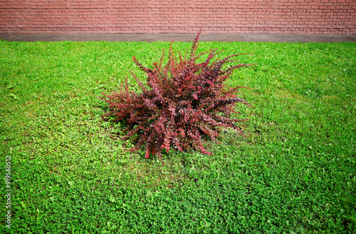 Centered red bush on the green lawn background photo