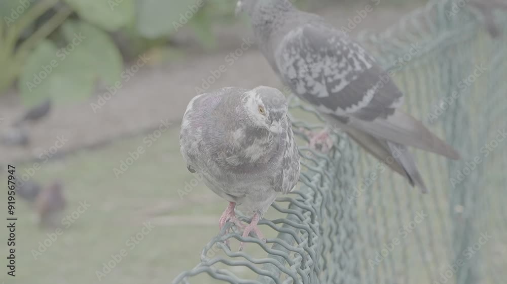 Oiseaux en log